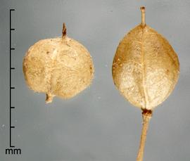  Cardaria pubescens.  Seeds with a ball-shaped silique. Photo by Julia Scher, USDA-APHIS-PPQ.
