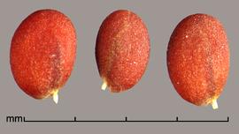  Cardaria pubescens.  Seeds with a strong line separating the radicle and cotyledon lobes. Photo by Julia Scher, USDA-APHIS-PPQ.