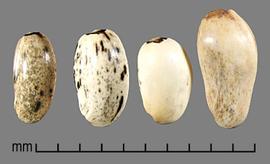  Carthamus oxyacanthus.  White achenes with various amounts of black blotches. Photo by Julia Scher, USDA-APHIS-PPQ.