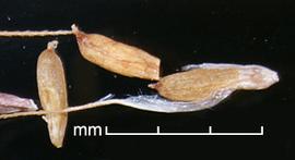  Chrysopogon ciculatas . Two pedicel segments with two pedicel segments, with attached florets arising from the base of the floret. Photo by Julia Scher, USDA-APHIS-PPQ.