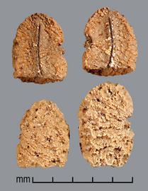  Commelina communis.  Seeds with a rib on the center of the flat side that extends from the base to near the apex. Photo by Julia Scher, USDA-APHIS-PPQ.