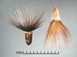  Crupina crupinastrum.  Achenes with a straight, thick, black, and brown pappus. Photo by Julia Scher, USDA-APHIS-PPQ.
