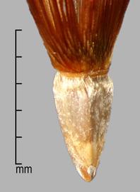  Crupina crupinastrum.  Achenes that are hairy, soft, and scurfy at the base. Photo by Julia Scher, USDA-APHIS-PPQ.