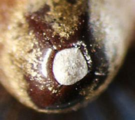 Crupina vulgaris.  Achenes are black with a light colored band at the apex. Photo by Julia Scher, USDA-APHIS-PPQ.