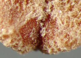  Cuscuta epilinum.  Seeds with a hilum that is present in slight indentations and is inconspicuous. Photo by Julia Scher, USDA-APHIS-PPQ.