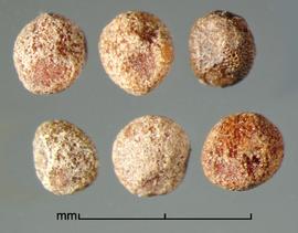  Cuscuta epithymum.  Granular seeds with a hint of a reticulum. Photo by Julia Scher, USDA-APHIS-PPQ.