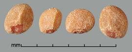  Cuscuta gronovii.  Seeds with a conspicuous hilum. Photo by Julia Scher, USDA-APHIS-PPQ.