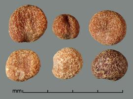  Cuscuta indecora.  Seeds with a rough, sandpapery texture. Photo by Julia Scher, USDA-APHIS-PPQ.