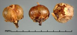  Cuscuta indecora.  Seed capsules. Photo by Julia Scher, USDA-APHIS-PPQ.
