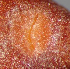  Cuscuta japonica.  Granular seeds with a hilum that is a different color from the rest of the seed. Photo by Julia Scher, USDA-APHIS-PPQ.