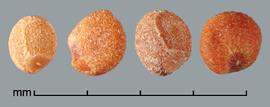  Cuscuta pentagona.  Seeds have a rough, sandpaper texture, and a hilum that blends with the surface. Photo by Julia Scher, USDA-APHIS-PPQ.