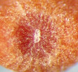  Cuscuta pentagona.  Seeds have a rough, sandpaper texture. Photo by Julia Scher, USDA-APHIS-PPQ.