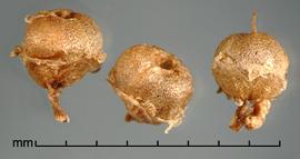  Cuscuta pentagona.  Seed capsules. Photo by Julia Scher, USDA-APHIS-PPQ.