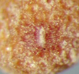  Cuscuta approximata.  Granular seeds. Photo by Julia Scher, USDA-APHIS-PPQ.