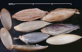 Digitaria velutina. Light brown florets and light brown glumes. Photo by Julia Scher, USDA-APHIS-PPQ.