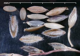  Digitaria velutina.  Light brown florets and light brown glumes. Photo by Julia Scher, USDA-APHIS-PPQ.