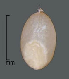  Digitaria abyssinica . The seeds are totally round with only a trace of cells forming a line half the way around the seed. Photo by Julia Scher, USDA-APHIS-PPQ.