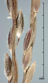  Digitaria horizontalis.  Florets with most of the glume pubescence on the margin. Photo by Julia Scher, USDA-APHIS-PPQ.