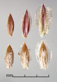  Digitaria velutina.  Florets are ribbed and have pubescence. Photo by Julia Scher, USDA-APHIS-PPQ.