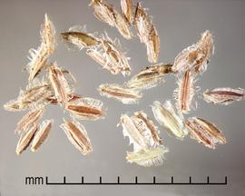  Digitaria velutina.  Florets with papery glumes. Photo by Julia Scher, USDA-APHIS-PPQ.