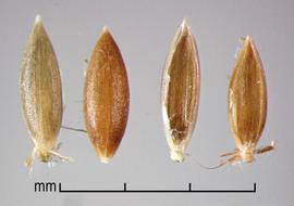  Digitaria velutina.  Florets with marginal ribs. Photo by Julia Scher, USDA-APHIS-PPQ.