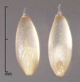  Digitaria velutina.  Florets with marginal ribs. Photo by Julia Scher, USDA-APHIS-PPQ.