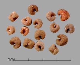  Drymaria arenarioides.  Coiled seeds. Photo by Julia Scher, USDA-APHIS-PPQ.