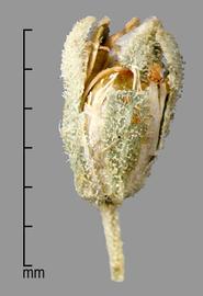  Drymaria arenarioides.  Seeds capsules. Photo by Julia Scher, USDA-APHIS-PPQ.