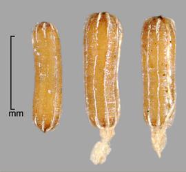  Eichhornia azurea.  Seeds are covered with flaky and transparent tissue. Photo by Julia Scher, USDA-APHIS-PPQ.