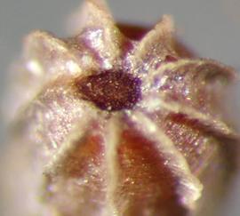  Eichhornia crassipes.  Seeds with thin and scurfy ribs. Photo by Julia Scher, USDA-APHIS-PPQ.