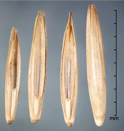  Elymus repens.  Florets with a strongly spaced palea margin teeth, a ridge up the center of the palea, a hump at the base of the lemma, and a parallel-sided rachilla that terminates in a U-shaped sinus. Photo by Julia Scher, USDA-APHIS-PPQ.