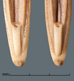  Elymus repens.  Florets with pointed glumes that have lumps where they join at the base. Photo by Julia Scher, USDA-APHIS-PPQ.