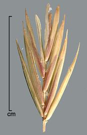  Elymus repens.  Spikelet. Photo by Julia Scher, USDA-APHIS-PPQ.