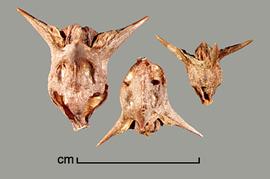  Emex australis.  Achenes with hard and woody floral parts with irregular cavities. Photo by Julia Scher, USDA-APHIS-PPQ.