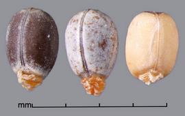  Euphorbia esula . Cylindrical seeds with a caruncle that covers the hilum. Photo by Julia Scher, USDA-APHIS-PPQ.