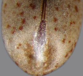  Euphorbia esula . Cylindrical seeds with a chalaza. Photo by Julia Scher, USDA-APHIS-PPQ.