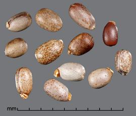  Euphorbia esula . Cylindrical seeds that are smooth to minutely reticulate. Photo by Julia Scher, USDA-APHIS-PPQ.