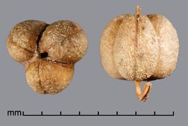  Euphorbia esula . Seed capsules. Photo by Julia Scher, USDA-APHIS-PPQ.