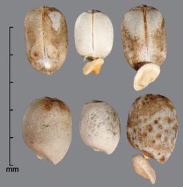 Euphorbia terracina.  Seeds with a deep circle on the apex and a thin raphe. Photo by Julia Scher, USDA-APHIS-PPQ.