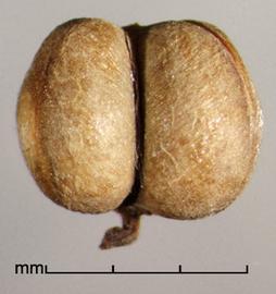  Euphorbia terracina.  Seed capsule. Photo by Julia Scher, USDA-APHIS-PPQ.