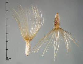  Isocoma tenuisecta.  Pubescent achenes that narrow at the basal half. Photo by Julia Scher, USDA-APHIS-PPQ.
