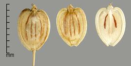  Heracleum maximum.  Mericarps with longitudinal brown lines between the ribs, there are four on the ventral side and two on the dorsal side. Photo by Julia Scher, USDA-APHIS-PPQ.