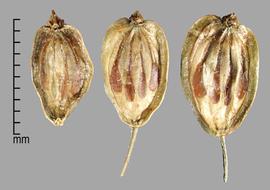  Heracleum mantegazzianum.  Mericarps with brown longitudinal lines that are bulbous at their distal ends. Photo by Julia Scher, USDA-APHIS-PPQ.