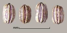  Heteranthera limosa.  Seeds with strong, longitudinally spaced ribs. Photo by Julia Scher, USDA-APHIS-PPQ.