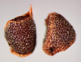  Moraea collina.  Seeds with the hilum on the margin of the base's surface. Photo by Julia Scher, USDA-APHIS-PPQ.