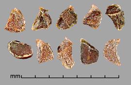 Moraea pallida.  Seeds with ridges that are sometimes winged. Photo by Julia Scher, USDA-APHIS-PPQ.
