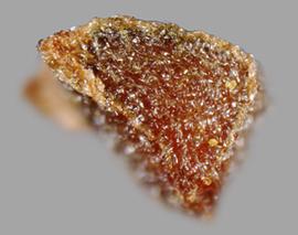  Moraea pallida.  Seeds with flat sides that meet sharp ridges. Photo by Julia Scher, USDA-APHIS-PPQ.