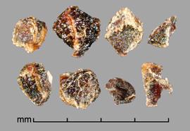  Moraea ramosissima.  Black seeds with flat sides, sometimes with secondary ridges. Photo by Julia Scher, USDA-APHIS-PPQ.