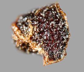 Moraea ramosissima.  Black seeds with brown ridges. Photo by Julia Scher, USDA-APHIS-PPQ.
