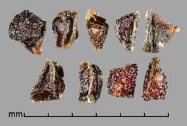  Moraea schlechteri.  Rugose seeds with flat sides that meet with sharp ridges. Photo by Julia Scher, USDA-APHIS-PPQ.